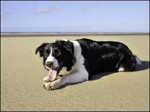 Collie, Morze, Pasterski, Pies, Plaża