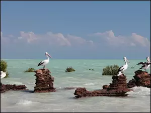 Skały, Pelikany, Morze