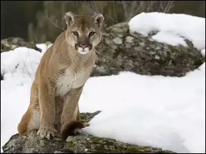 Śnieg, Puma, Skała