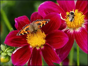 Trzmiel, Egzotyczny, Motyl, Kwiat, Rusałka pokrzywnik