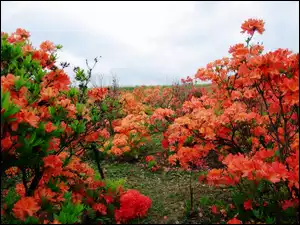 Czerwone, Rododendrony