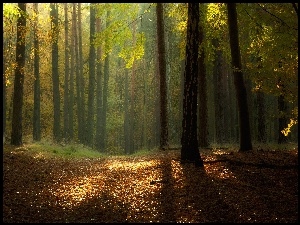 Jesień, Las, Przebijające, Liście, Światło