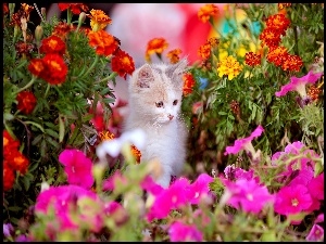 Kwiaty, Kotek, Kolorowe