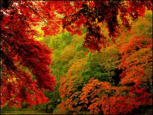 Jesień, Kolorowe, Drzewa