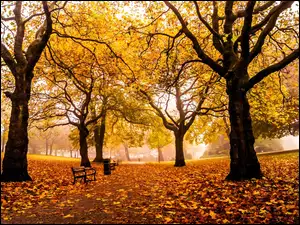 Jesień, Park, Liście, Drzewa, Ławki