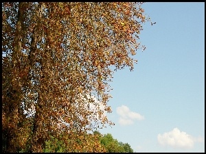 Niebo, Drzewo, Liście, Kasztany, Chmury