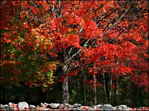 Drzewa, Kolorowe, Jesień, Kamienie, Las, Liście