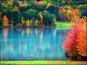 Las, Liście, Jesień, Kolorowe, Woda, Odbicie
