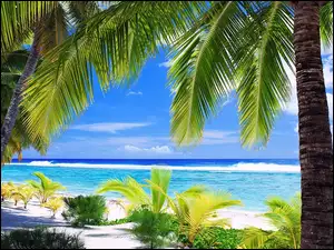 Palmy, Ocean, Plaża