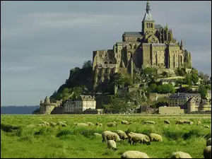 Francja, Klasztor, Owce, Łąka, Mount Saint Michel