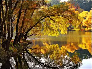 Jesień, Drzewo, Rzeka, Pochylone