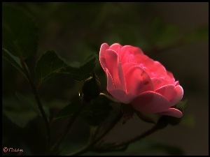 Fractalius, Różowa, Róża