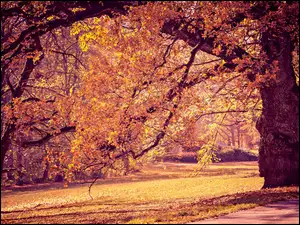 Park, Jesień, Drzewa, Alejki