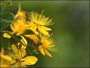 Dziurawiec, Żółte, Kwiaty