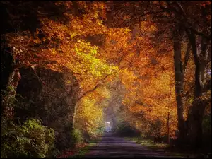 Jesień, Droga, Przebijające, Drzewa, Światło