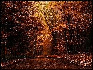 Las, Jesień, Droga, Liście