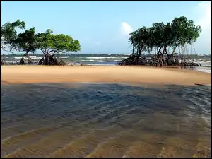 Morze, Brazylia, Wysepka, Drzewa