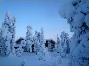 Zima, Domek, Ośnieżone, Drzewa
