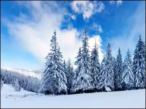Śnieg, Choinki, Chmury