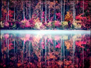 Kolorowe, Odbicie, Drzewa, Jezioro