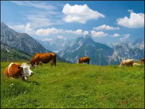 Góry, Krowy, Łąka