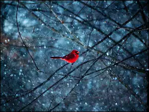 Czerwony, Śnieg, Ptaszek , Gałęzie