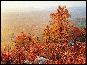 Jesień, Lasy, Drzewa, Kolorowe, Kamienie