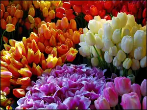 Tulipanów, Bukiety, Kolorowych
