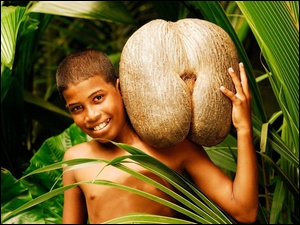 Chłopiec, Srilanka, Orzech, Kokosowy
