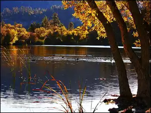 Jesień, Kalifornia, Jezioro, Drzewa