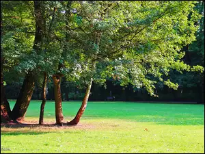 Drzewa, Park, Trawa