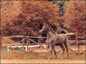 Koń, Arab