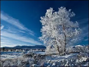 Zima, Drzewo, Niebo, Oszronione