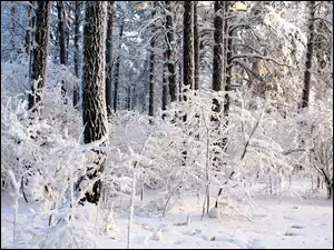 Zima, Drzewa, Las