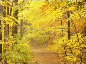 Ścieżka, Drzewa, Jesienna