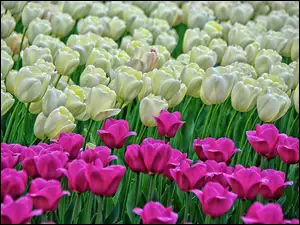 Tulipany, Kwiaty, Kolorowe