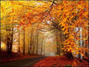 Jesień, Liście, Droga, Drzewa