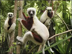 Drzewie, Lemury, Na