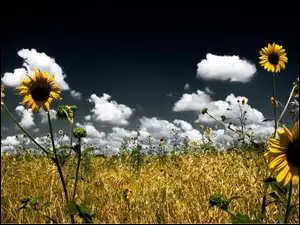 Kwiaty, Chmury, Słoneczniki, Łąka