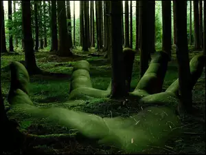 Las, Ekologia, Dłoń