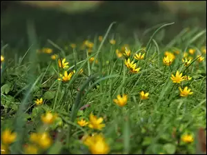 Ziarnopłon Wiosenny, Kwiaty, Trawa, Zółte