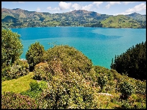Jezioro, Nowa Zelandia, Góry, Roślinność