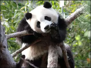 Drzewo, Panda, Łapka