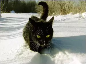 Czarny, Zima, Kot, Śnieg