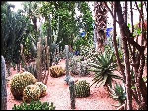 Kaktusy, Egzotyczny, Ogród