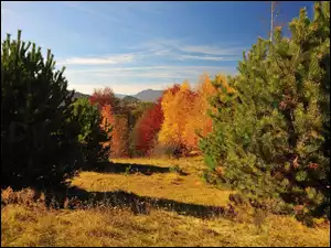 Jesień, Las, Gama, Drzewa, Kolorów