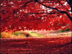 Liście, Kolorowe, Jesieni, Barwy, Drzewo