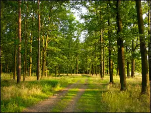 Las, Ścieżka, Drzewa, Trawa