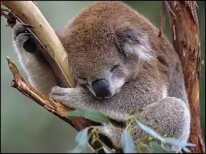 Drzewo, Śpiący, Koala