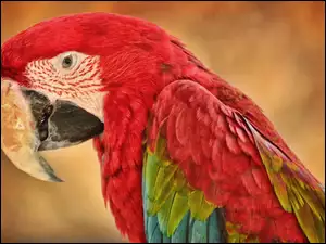 Ara, Kolorowa, Papuga